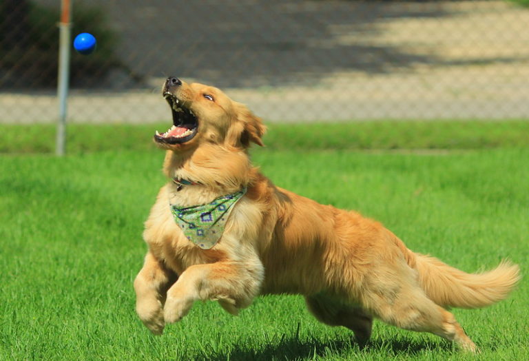 Comment Apprendre Va Chercher A Son Chien Comment jouer avec son chien en appartement - J'adopte un chien