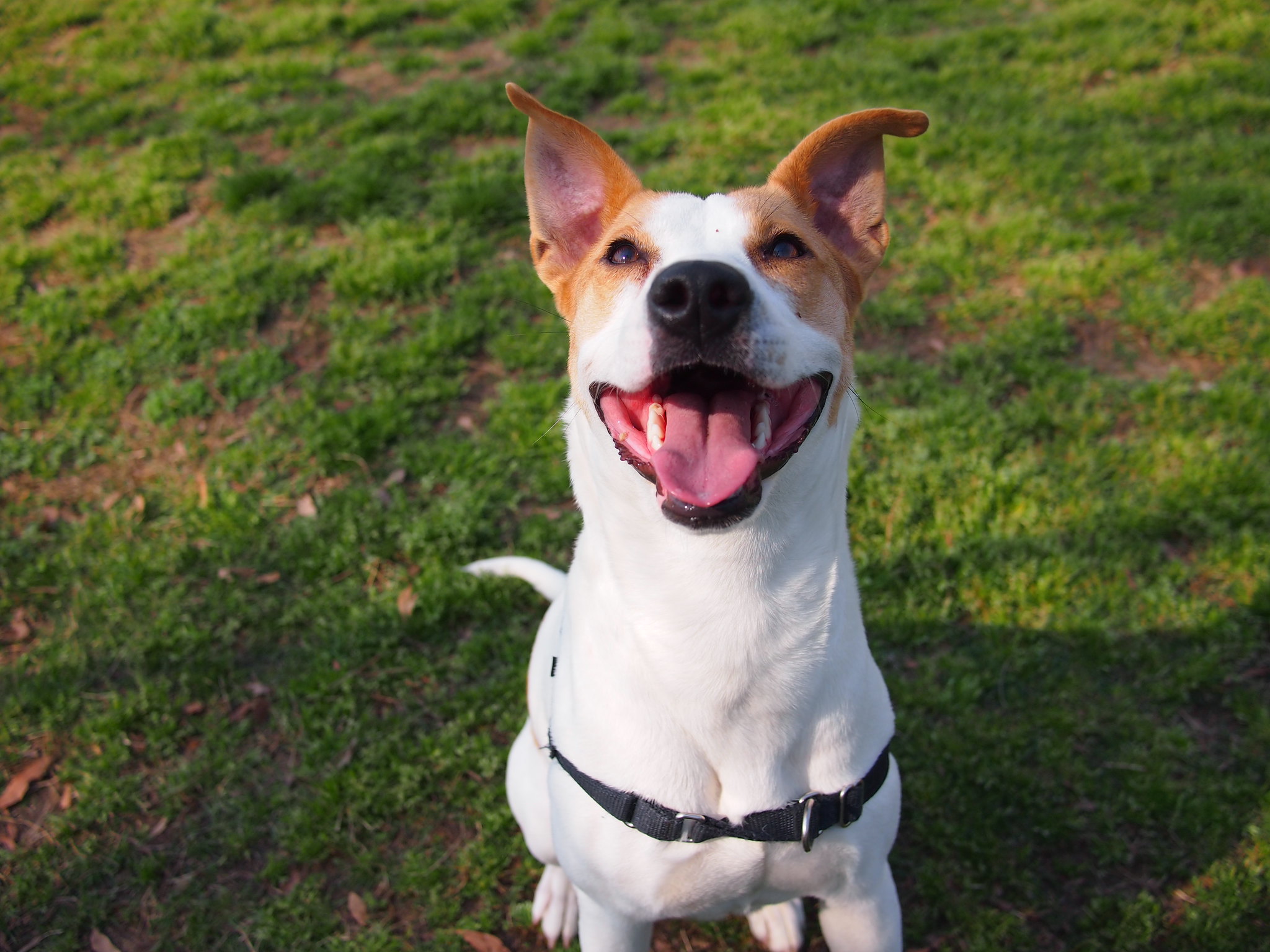 Éducation positive du chien : 6 raisons de la pratiquer