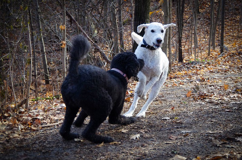 Promenade entre chiens : L'excitation peut rapidement monter durant le jeu