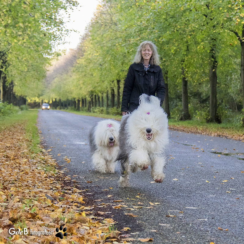 Rien de mieux qu'une promenade avec des copains chiens !