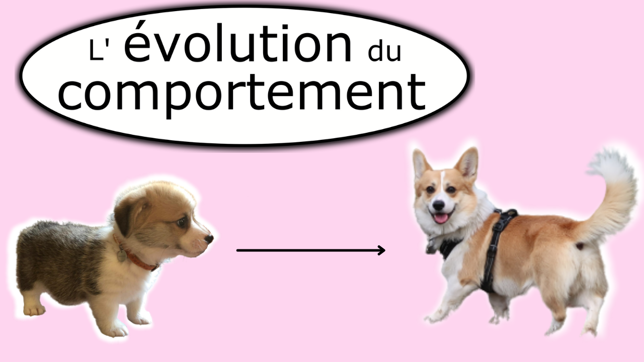 L'évolution du comportement d'un chien (de chiot à chien)