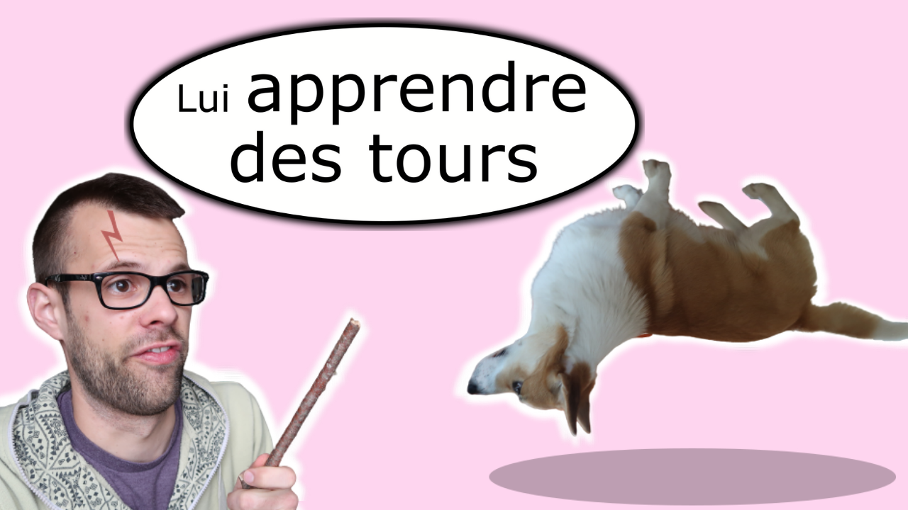 Apprendre des tours à son chien