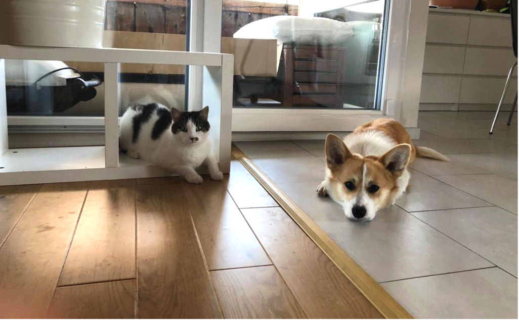 Présentation chien-chat : Notre plus grosse erreur