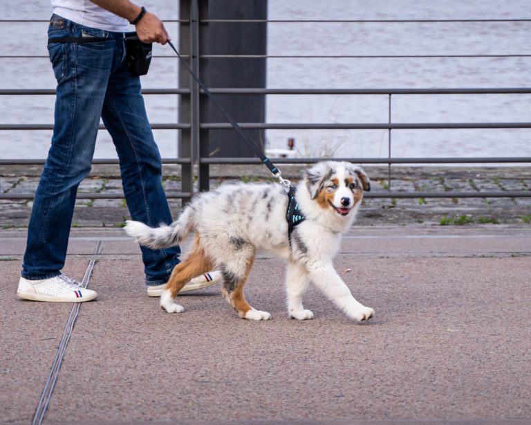 Combien de fois par jour fautil sortir un chien ? J