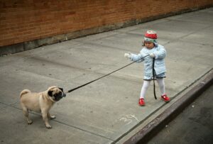 Mon chien fait demi-tour en promenade