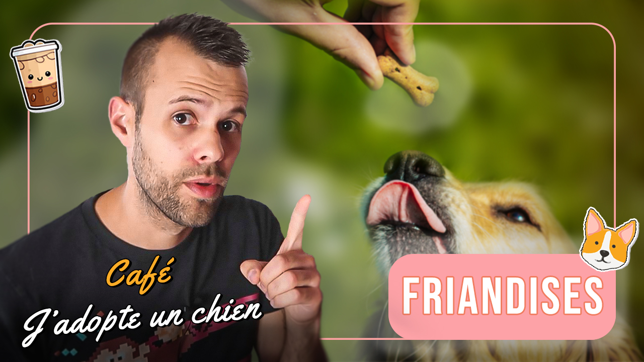 Café J'adopte un chien 02 - Friandises pour chien : l’erreur que tout le monde fait !