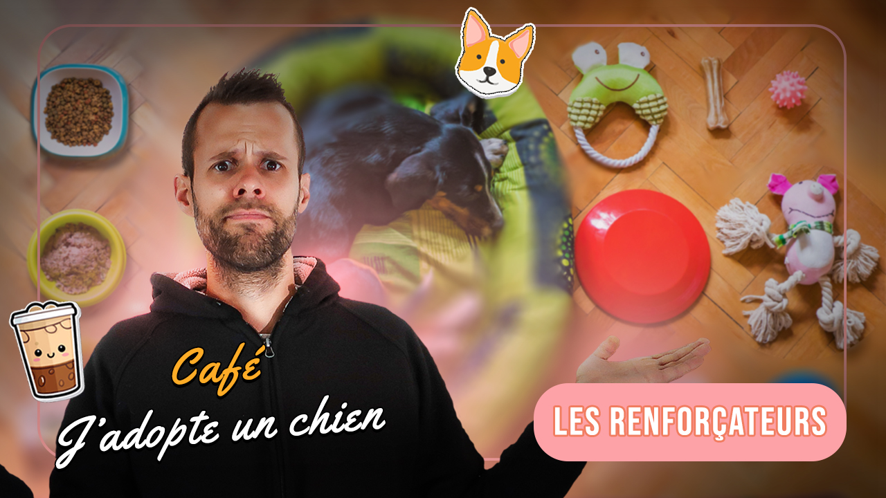 Café J'adopte un chien 04 - Vous ne “récompensez” pas votre chien… vous le renforcez (et ça change tout)